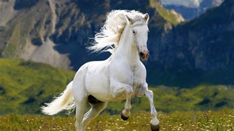 Wallpaper Horse (66+ images)