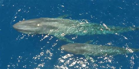 Baby Blue Whale And His Mom Share A Special Moment - Videos - The Dodo