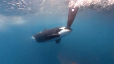 'Scary moment' as orcas disrupt ocean boat race in latest display of puzzling behaviour | CBC Sports