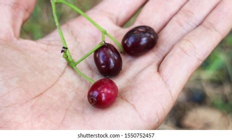 136 Jamblang Fruit Images, Stock Photos & Vectors | Shutterstock