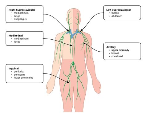 Lymphadenopathy Tags - Differential Diagnosis of