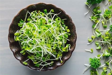 Broccoli Sprouts Benefits And Side Effects - Broccoli Walls