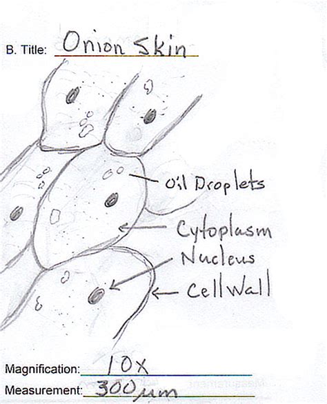 Onion Epidermal Cell Diagram