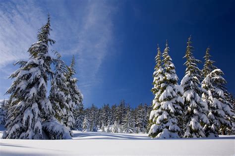 Winter Snow Pine Trees, HD Nature, 4k Wallpapers, Images, Backgrounds, Photos and Pictures