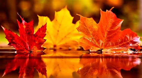 Autumn Foliage Wallpapers - Wallpaper Cave