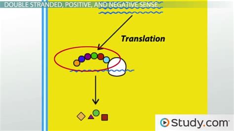 [最新] double-stranded rna viruses examples 287308-Can viruses have double stranded rna ...