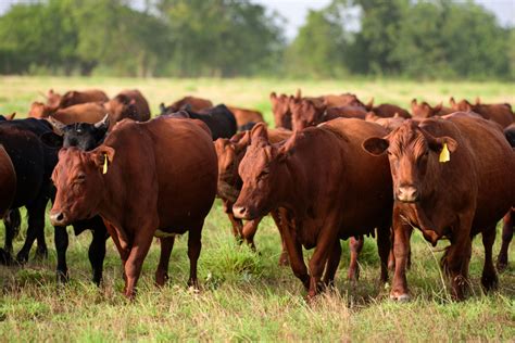 Dairy Cow Grazing In A Field. Herd Of Cows Grazing In A Pasture ...