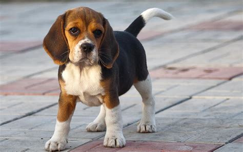 Funny beagle puppy on the sidewalk wallpapers and images - wallpapers, pictures, photos