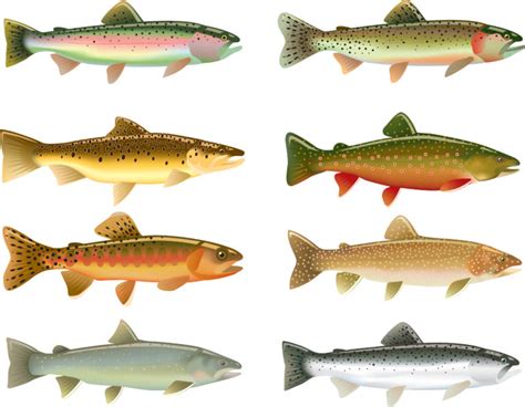 The 14 Types of Trout Species - Fishmasters.com