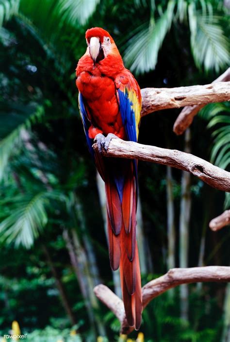 Parrot at the Parrot Jungle and Gardens, south of Miami. | free image by rawpixel.com / Carol M ...