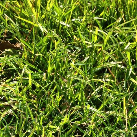 Light green grass in lawn | Lawn Care Forum