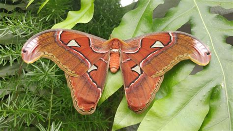 Atlas Moth by Sihrifa on DeviantArt