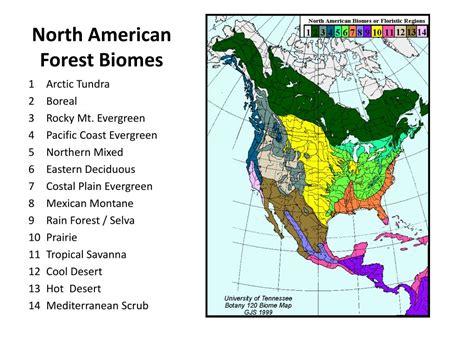 PPT - North American Forest Biomes PowerPoint Presentation, free download - ID:2341954