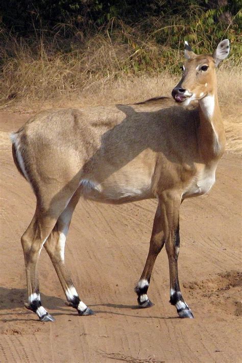 32 best images about Nyala, Waterbuck, & Bushbuck antelopes on ...