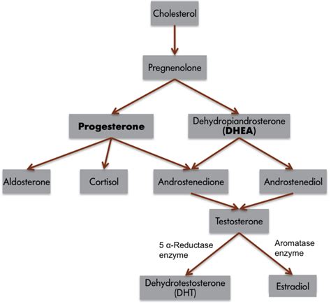 Hormones & Behavior | Noba