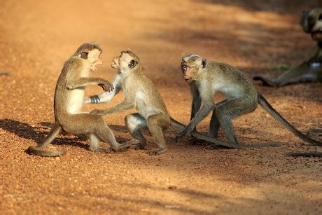 75 Monkey attack Stock Pictures, Editorial Images and Stock Photos ...