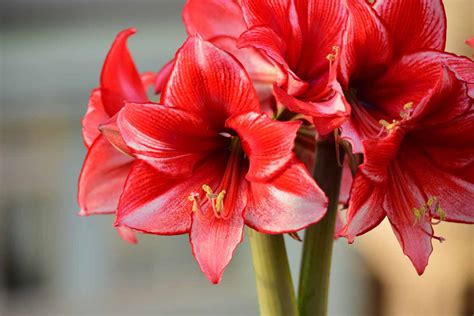 How to Propagate Amaryllis Bulbs | Gardener's Path