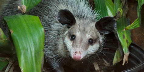 Common opossum | Smithsonian's National Zoo