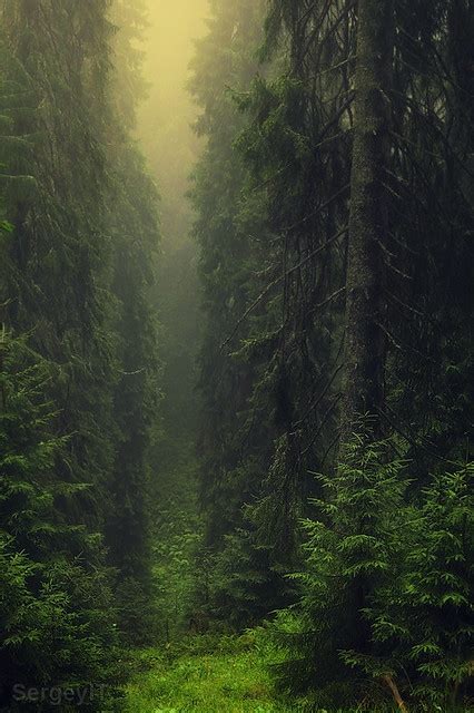 dark misty forest | dark misty forest and light between the … | Sergey IT | Flickr