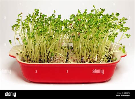 japanese daikon radish sprouts in casserole dish Stock Photo - Alamy