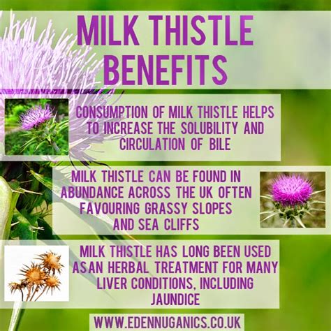 Eden Nuganics Blog: Health benefits of Milk Thistle