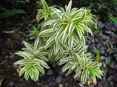 Dracaena Reflexa | PLANTS WHITSUNDAY