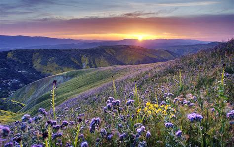 Purple flower field during sunrise, california HD wallpaper | Wallpaper Flare