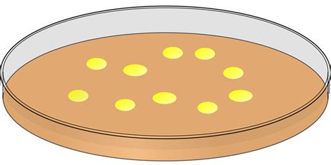 Download Petri Dish, Bacteria, Laboratory. Royalty-Free Vector Graphic ...