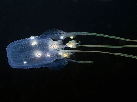 Box jellyfish | Size, Habitat, Venom, & Facts | Britannica