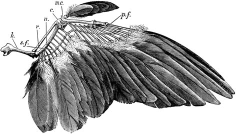 Bird Wing Bone Anatomy