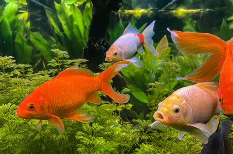 Goldfish: Ultimate Care Guide including Diet and Troubleshooting