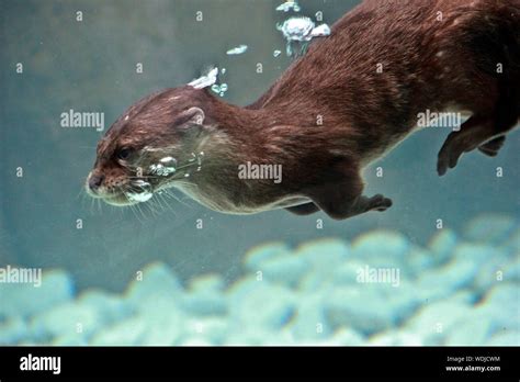 Otter swimming underwater hi-res stock photography and images - Alamy