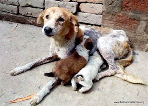 Saving India's Street Dogs – Help Animals India - Saving India's Forgotten Animals