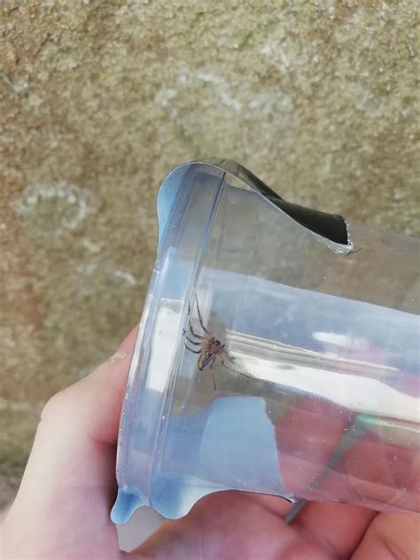 Is this a baby huntsman spider? I'm only guessing due to the leg formation. : r/whatsthisbug