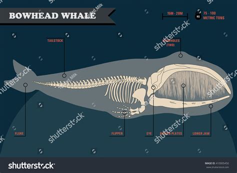 검은 배경 위에 몸의 다른 부분들의 스톡 벡터(로열티 프리) 410005450 | Shutterstock