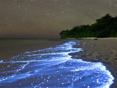 Bioluminescent Beach : glowing beach of Maldives