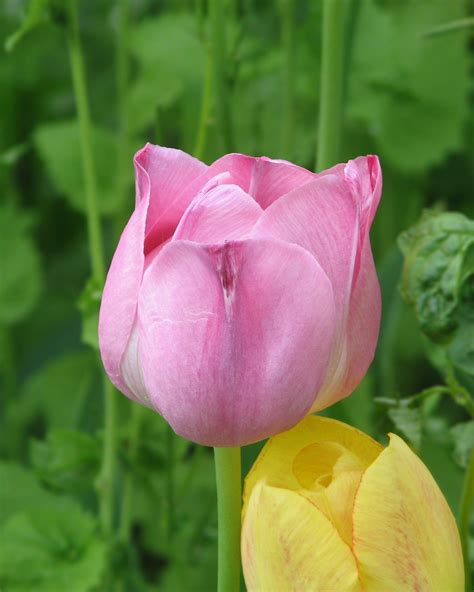 File:Pink tulip flower.jpg - Wikimedia Commons