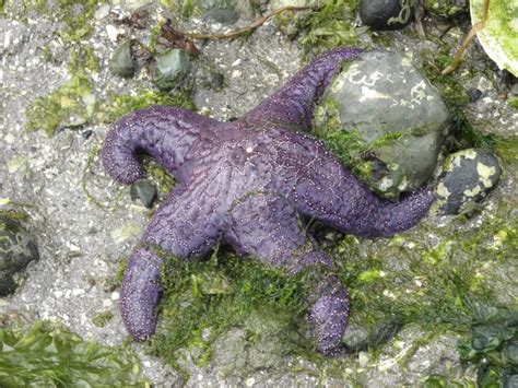 Ochre or Purple Sea Star Facts and a Deadly Wasting Disease - Owlcation - Education