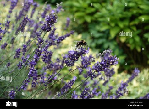 bumblebee on lavender flowers Stock Photo - Alamy