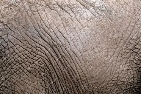 Premium Photo | The texture of the skin of an african elephant closeup ...