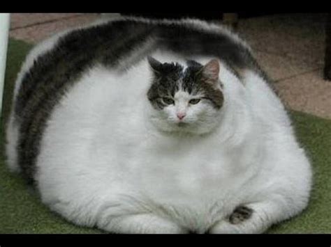 Top 18 Extremely Fat Cats