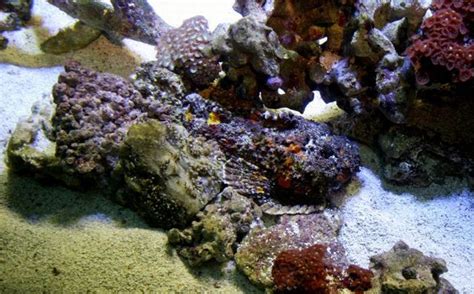 Stonefish - Master of Camouflage (20 pics)