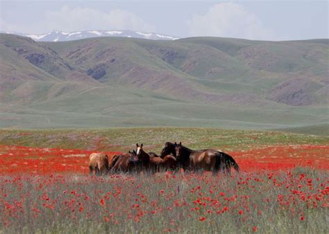 Tracing how horse domestication turned the Eurasian Steppe into a highway | Ars Technica