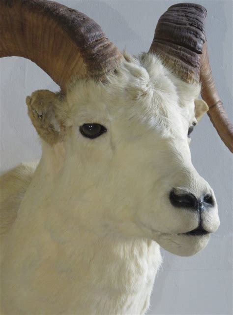 Dall Sheep Ram Shoulder Mount for sale. S-124D – Mounts For Sale