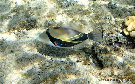 Snorkeling in Napili Bay, Maui | Snorkeling in Hawaii