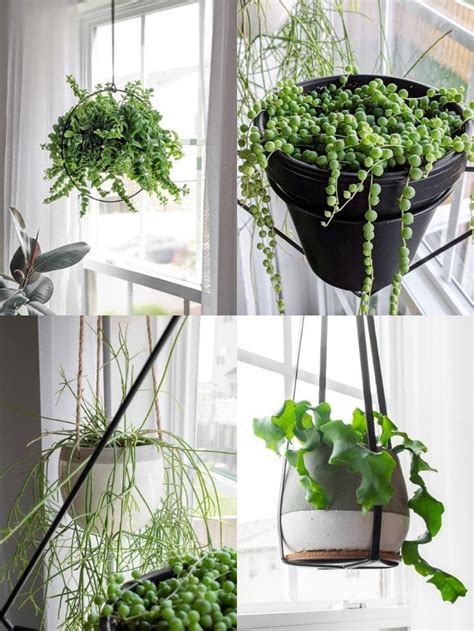 21 of the best stunning indoor hanging houseplants to bring home ...