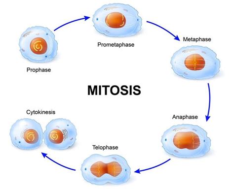 Plant Mitosis Vs. Animal Mitosis - Biology Wise