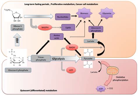 Glucose 6 Phosphate Pathway