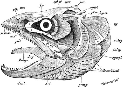 Fish Skeleton Labeled