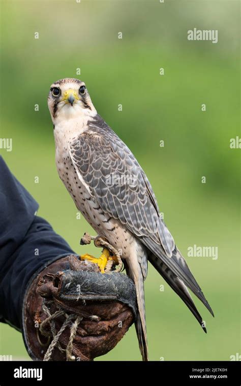 Lanner Falcon Bird (Falco biarmicus Stock Photo - Alamy